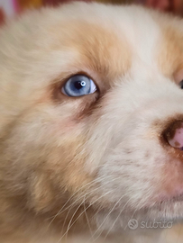 Cuccioli pastore australiano pedigree enci/fci