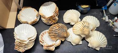 Conchiglie 30 capesante 