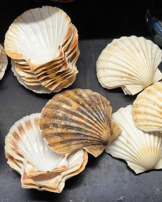 Conchiglie 30 capesante 