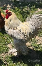 Gallo brahma