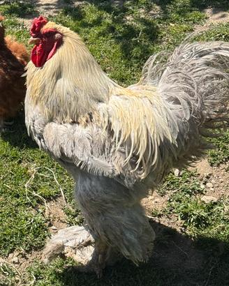 Gallo brahma