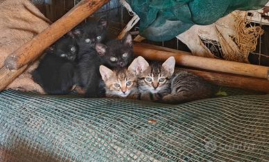 Gattini neri, colorati e striati, cuccioli