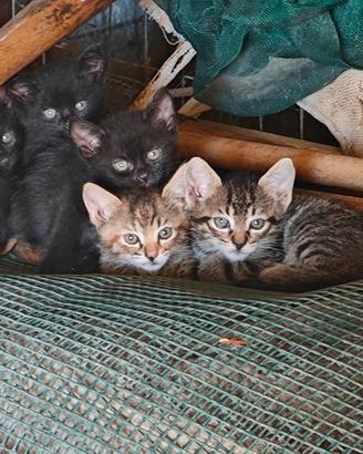 Gattini neri, colorati e striati, cuccioli