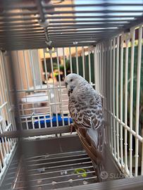 Disponibile cocorite inglesi coppia