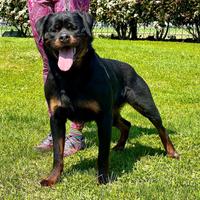Femmina di Rottweiler di 4 anni