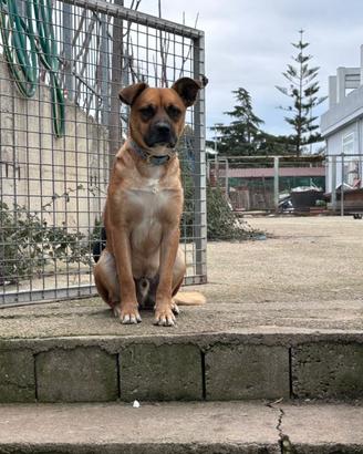 Tonino 15 kg
