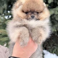 Spitz di Pomerania femmina ENCI FCI