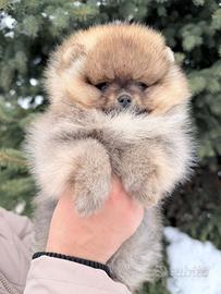 Spitz di Pomerania femmina ENCI FCI