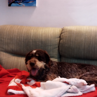 Lisa, cane da compagnia