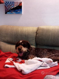 Lisa, cane da compagnia