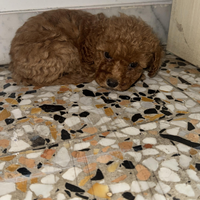 Barboncino femmina mini toy