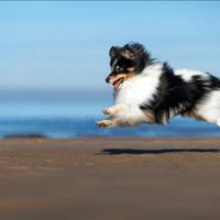 Pastore Shetland il piccolo lassie in miniatura