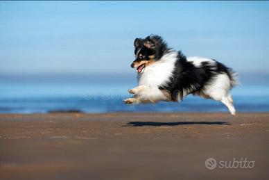 Pastore Shetland il piccolo lassie in miniatura