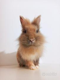 Piccola coniglietta Teddy Zwerg