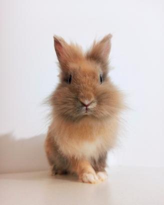 Piccola coniglietta Teddy Zwerg