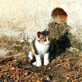Gattini nati per strada