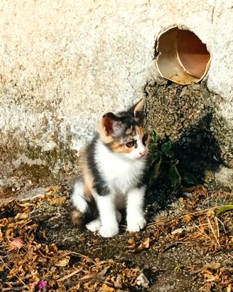 Gattini nati per strada