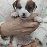 Jack Russell Terrier