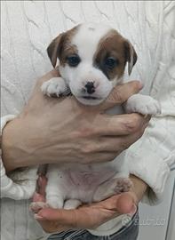 Jack Russell Terrier