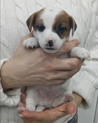 Jack Russell Terrier