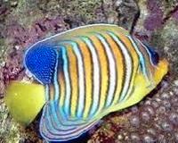 Pigoplites Diacanthus
