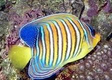 Pigoplites Diacanthus