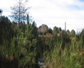 GAMBARIE d'Aspromonte, Terreno Edificabile