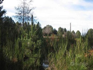 GAMBARIE d'Aspromonte, Terreno Edificabile