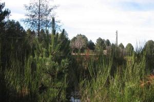 GAMBARIE d'Aspromonte, Terreno Edificabile