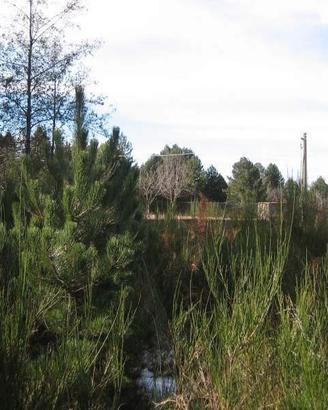 GAMBARIE d'Aspromonte, Terreno Edificabile