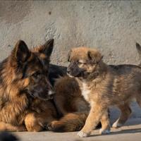 Cuccioli maschi lupetti due mesi