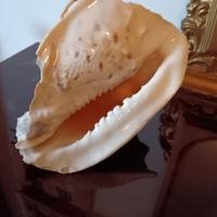 conchiglia gigante 