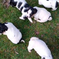Jack Russell