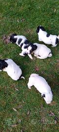 Jack Russell