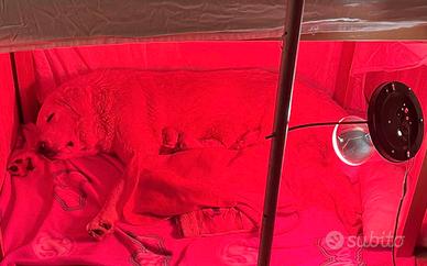 Pastore dell'Asia centrale (Alabai)