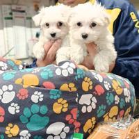 Cuccioli di maltese mini