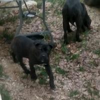 Cucciolo Cane Corso