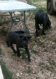 Cucciolo Cane Corso