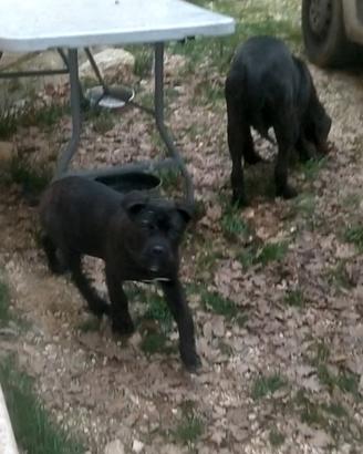 Cucciolo Cane Corso