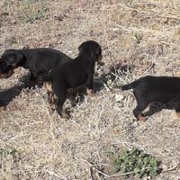 Jagd terrier