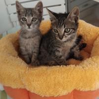 Due dolcissimi fratellini