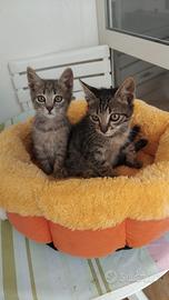 Due dolcissimi fratellini