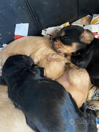 Cuccioli di cocker spaniel con Pedigree Enci