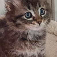 Cuccioli pura razza gatto siberiano ipoallergenico