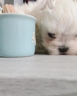 Cuccioli maltese minuscoli