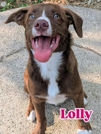 Dolcissima cagnolina