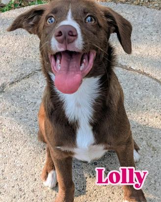 Dolcissima cagnolina