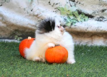 Spitz Di Pomerania Mini