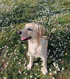 Labrador retriever cucciola