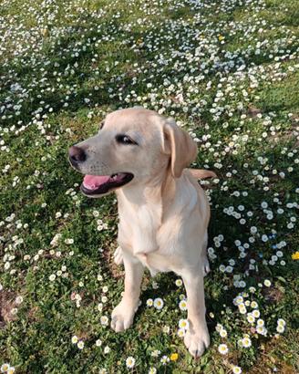 Labrador retriever cucciola